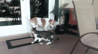 http://chantal67.c.h.pic.centerblog.net/565cb686.gif