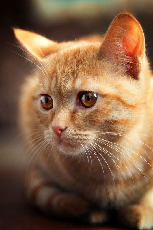 Beau minou